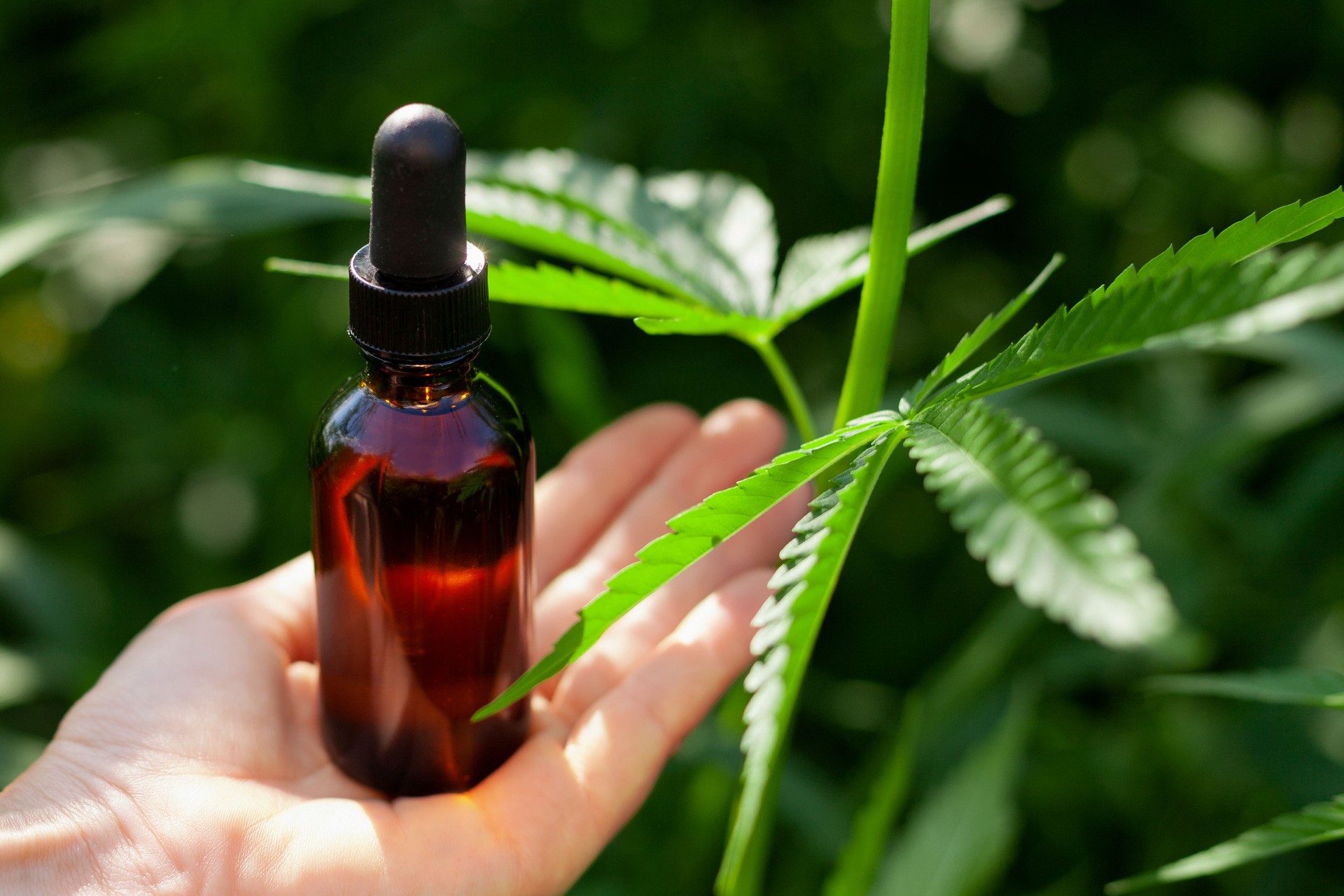 Medical hemp extract, hemp leaves, woman's hand. MEDICAL CANNABIES