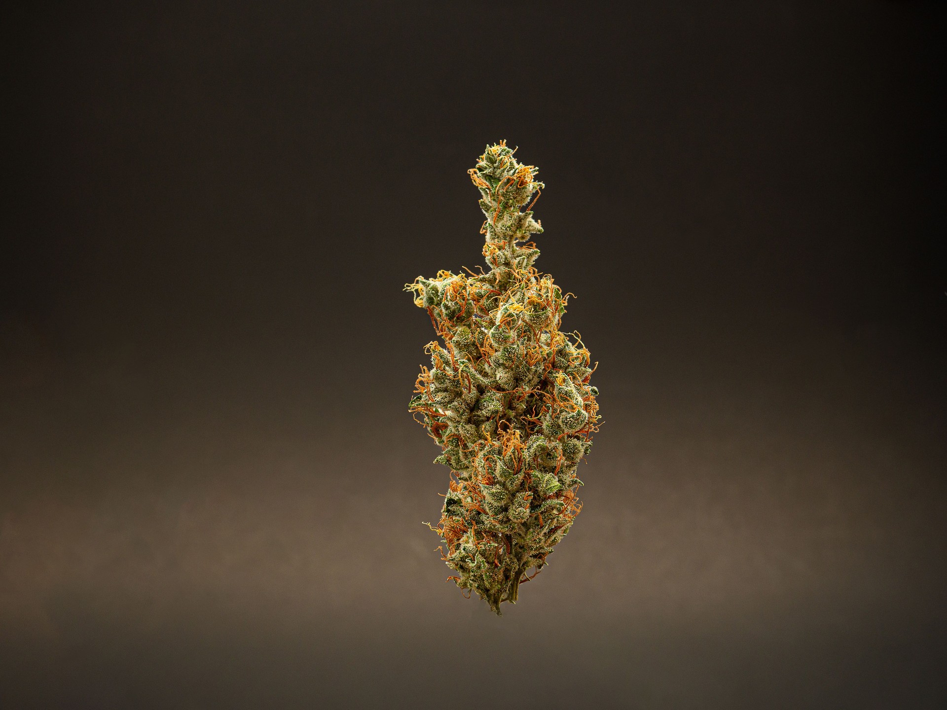 Premium dry cannabis buds against a gray background