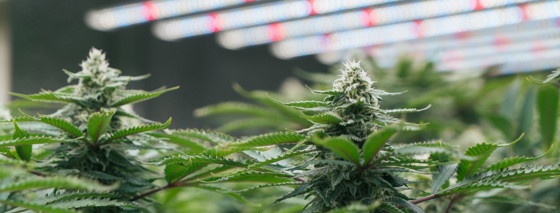 Closeup, flowering Marijuana in planting indoor. Cannabis flower at farm indoor.